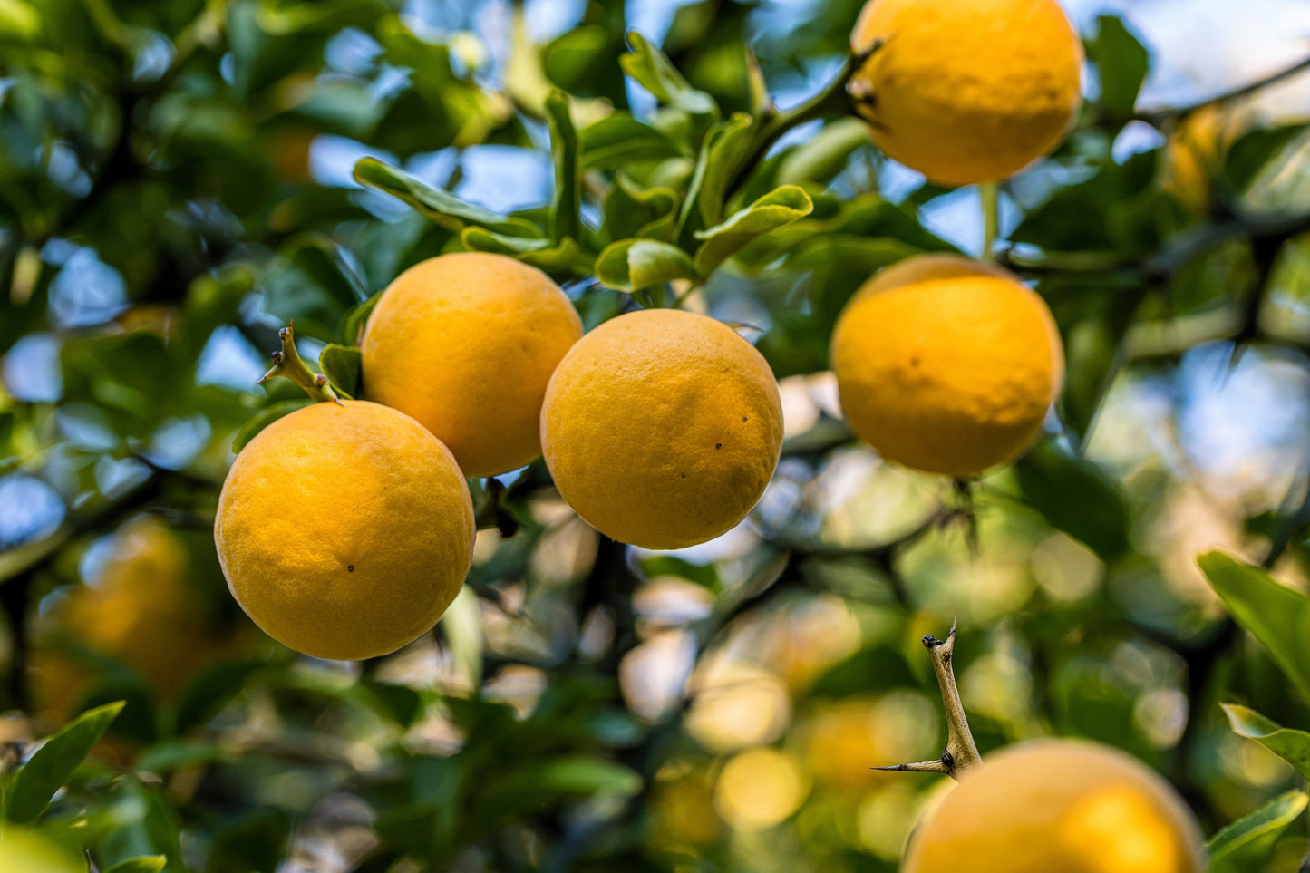 5 HARDY ORANGE TREE Trifoliate Citrus Trifoliata Poncirus Fruit White Flower Seeds