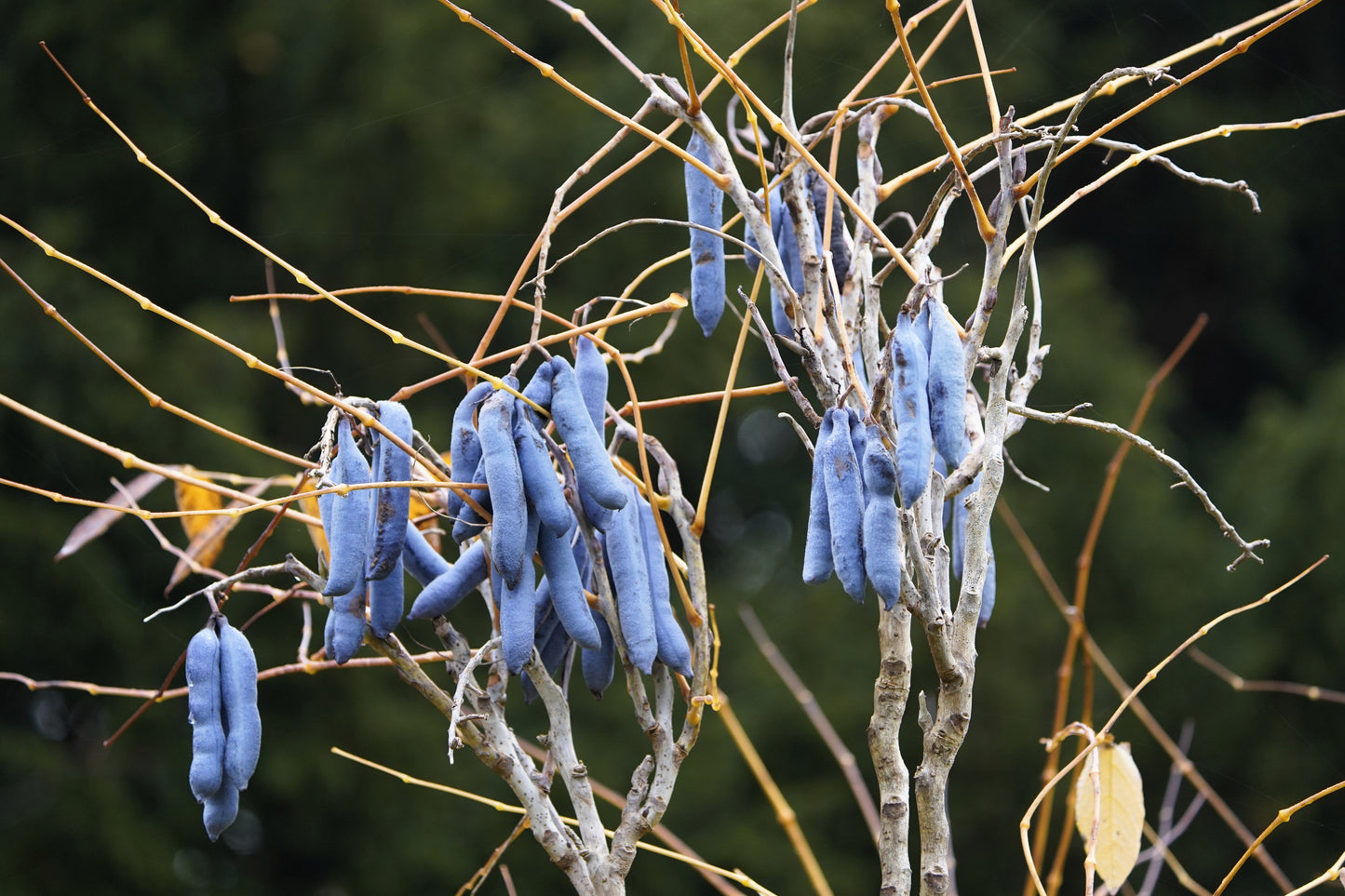 7 BLUE SAUSAGE FRUIT Edible & Ornamental Decaisnea Fargesii Tree Shrub Seeds