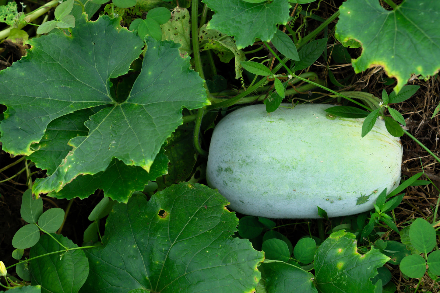 20 WAX GOURD Winter Melon White Ash Benincasa Hispida Vegetable Seeds
