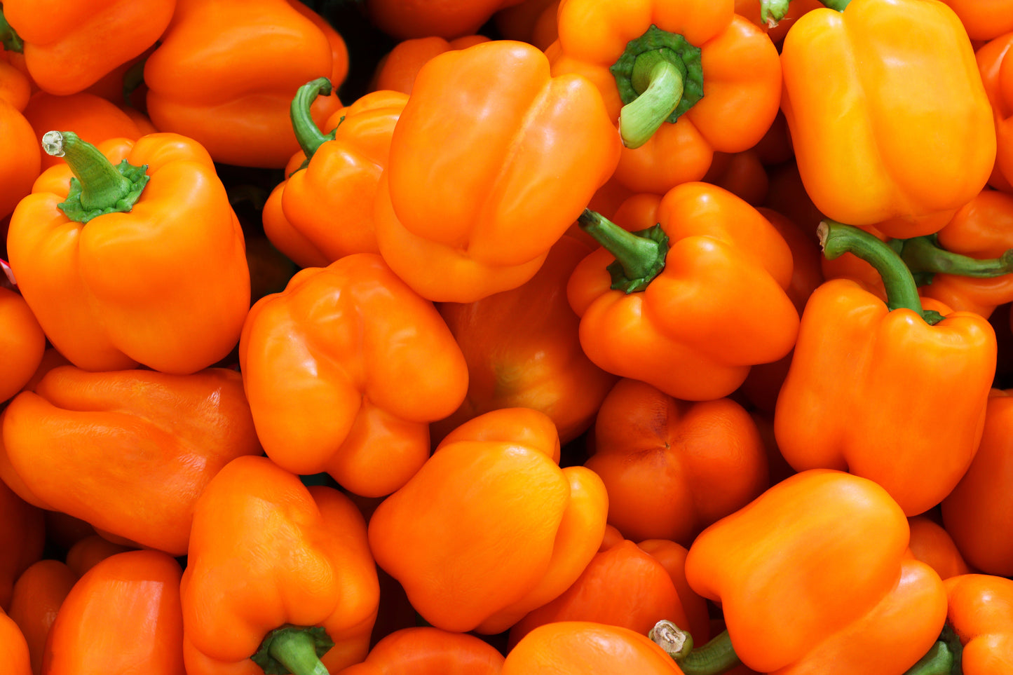50 ORANGE Sun BELL PEPPER Sweet Capsicum Vegetable Seeds