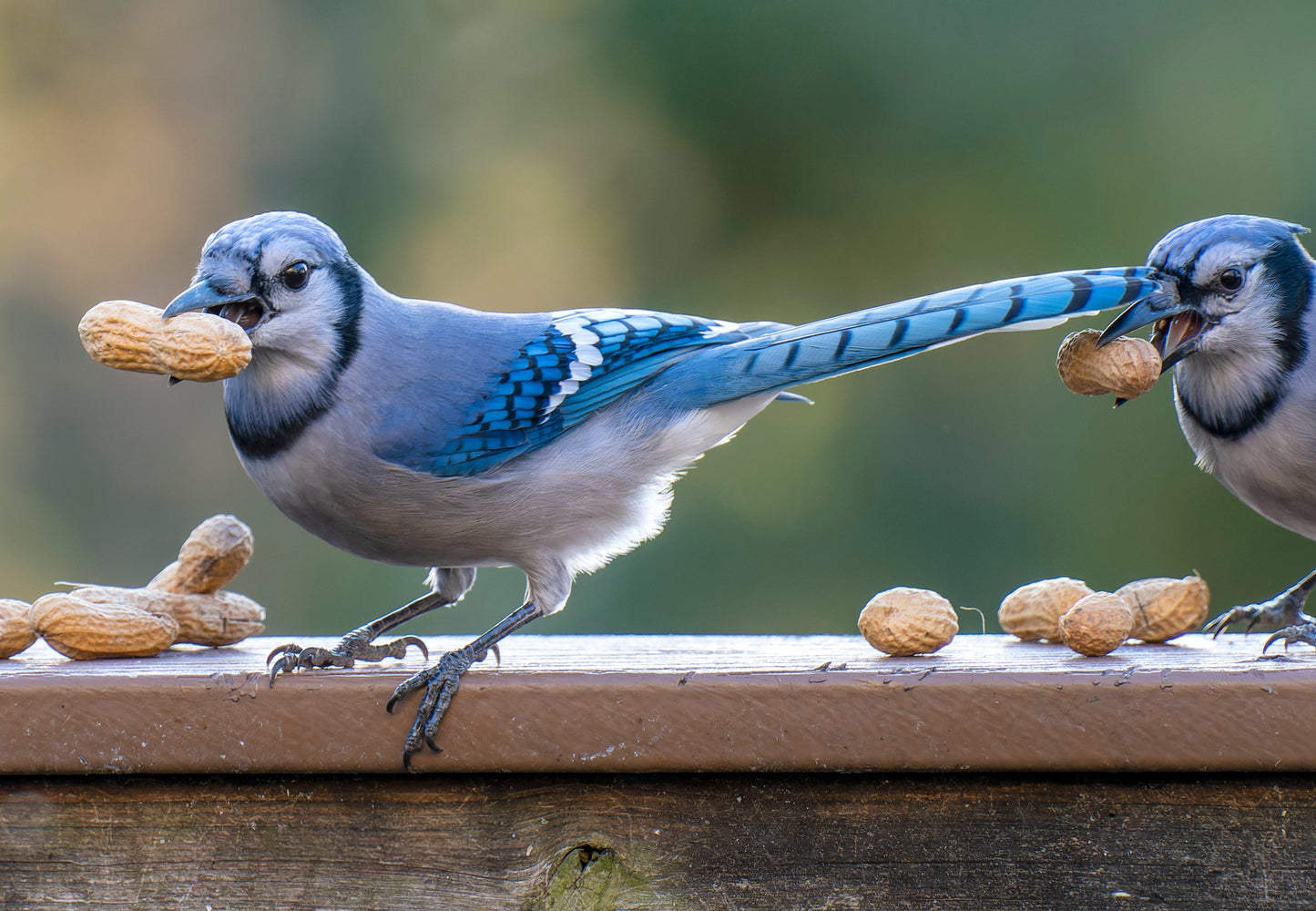 20 Seeds Early SPANISH PEANUT Arachis Hypogaea Perennial Nut Plant