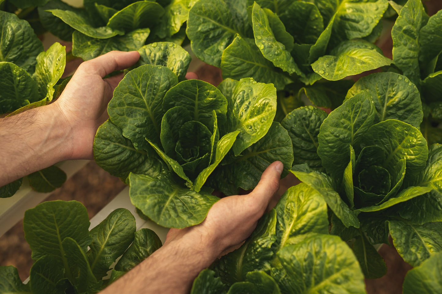 3000 PARRIS ISLAND Romaine LETTUCE Lactuca Sativa Vegetable Seeds