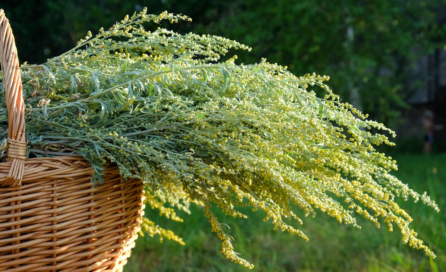 1000 COMMON MUGWORT Artemisia Vulgaris Wild Wormwood Herb Yellow Red Flower Seeds