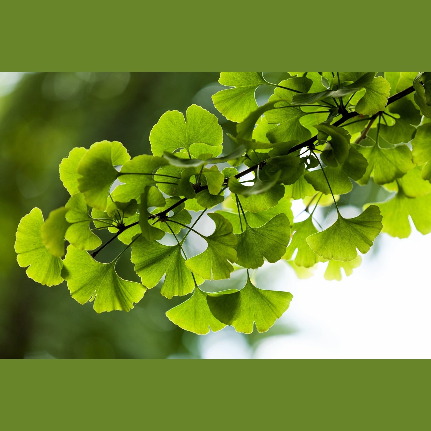 10 GINKGO BILOBA Maidenhair Tree Yellow Fall Orange "Fruit" Herb Seeds