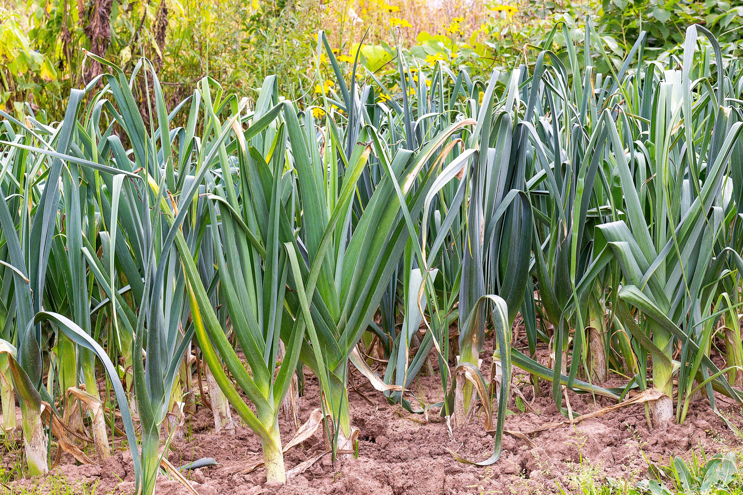 800 AMERICAN FLAG LEEK (Large Leek) Allium Porrum Vegetable Seeds