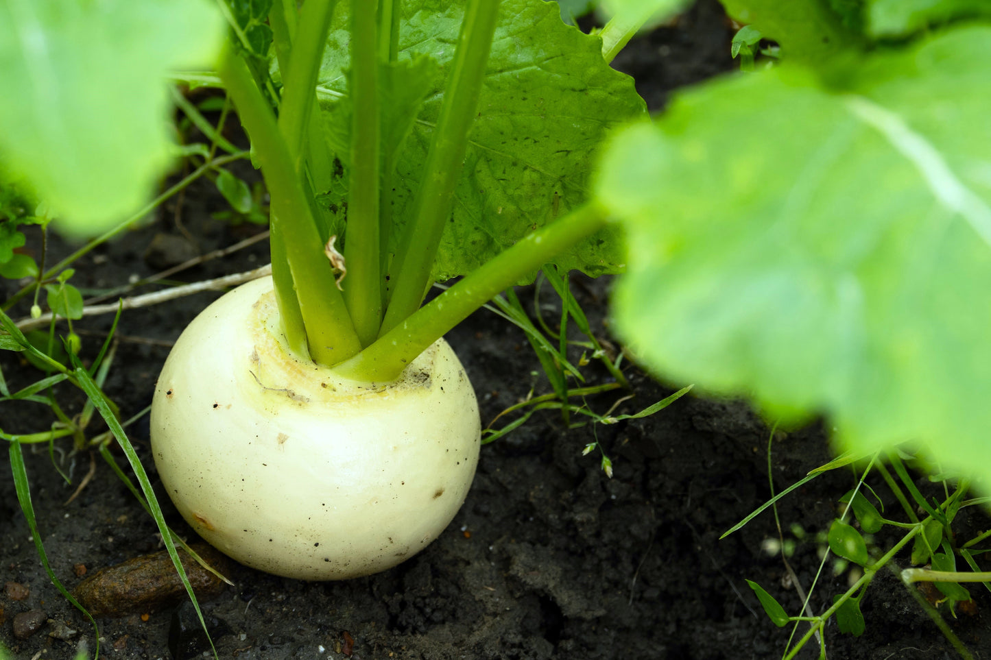300 WHITE EGG TURNIP Brassica Rapa Vegetable Seeds