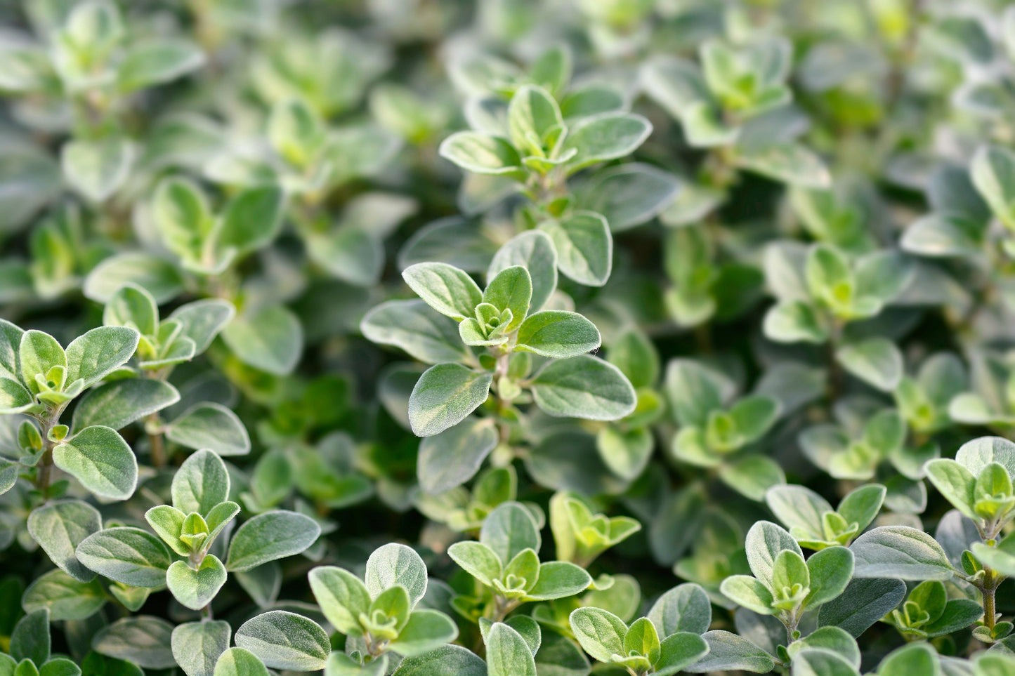 2000 SWEET MARJORAM Origanum Majorana Herb Flower Seeds