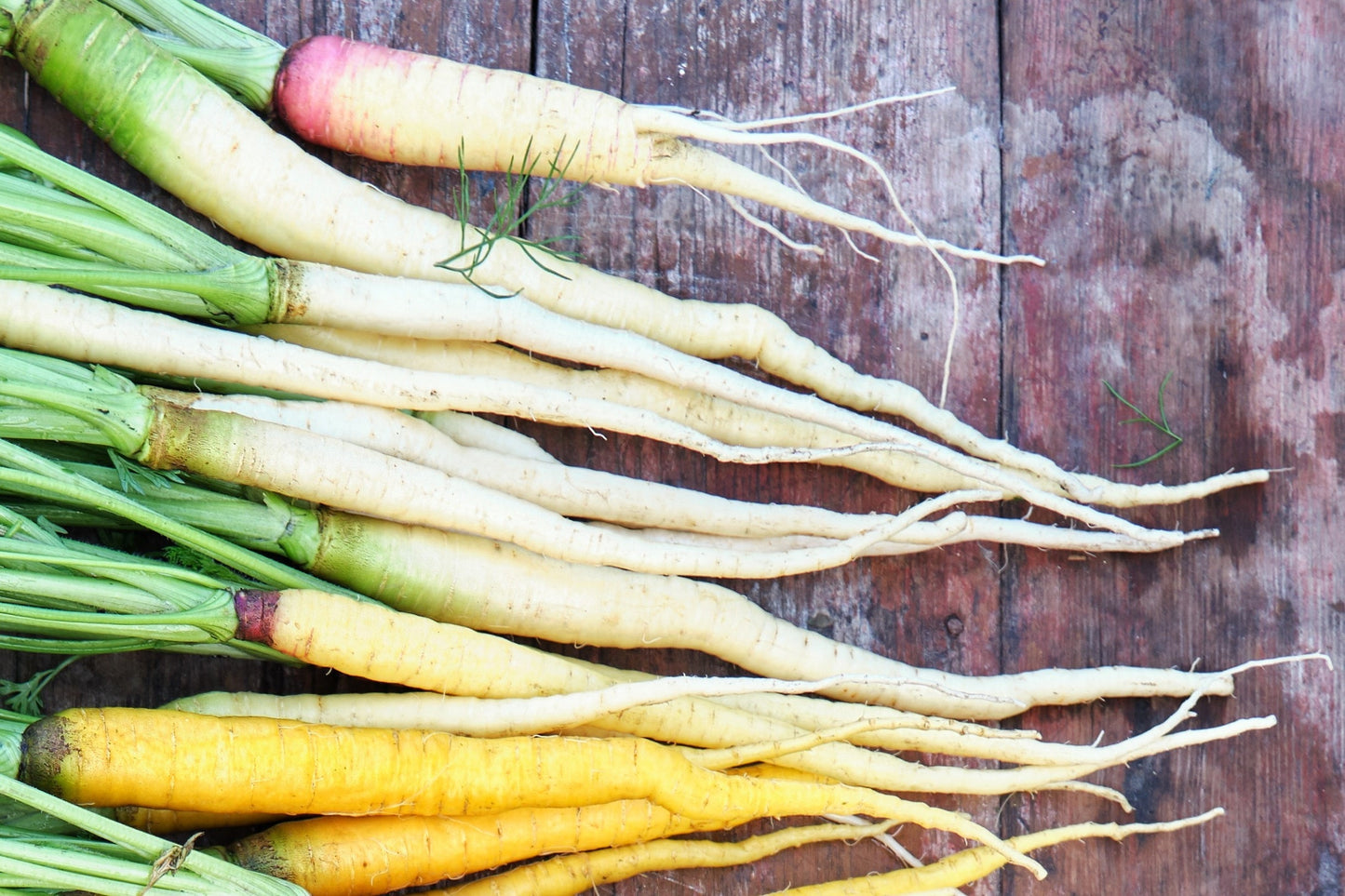 300 LUNAR WHITE CARROT Daucus Carota Vegetable Seeds