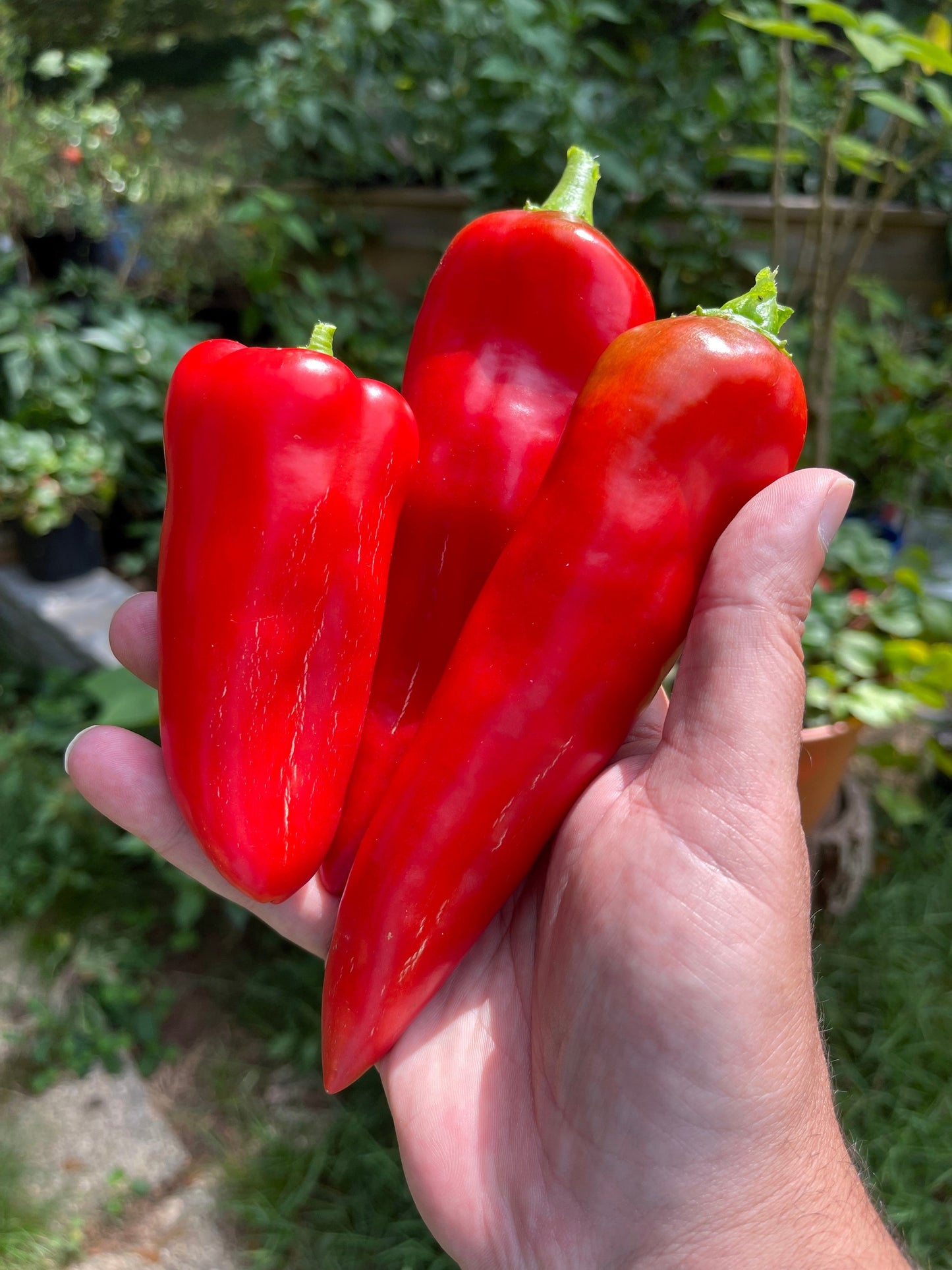 300 ANAHEIM CHILI PEPPER (New Mexico Chili Pepper) Capsicum Annuum Vegetable Seeds