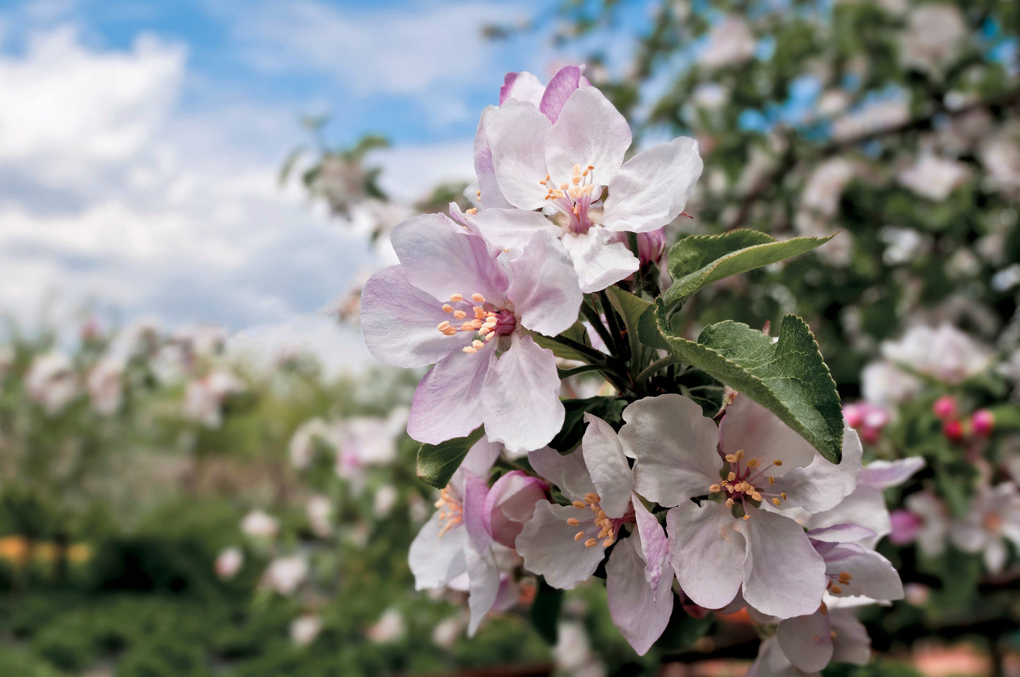 25 PARADISE APPLE Red Delicious Common Malus Pumila Domestica Fruit Tree Seeds