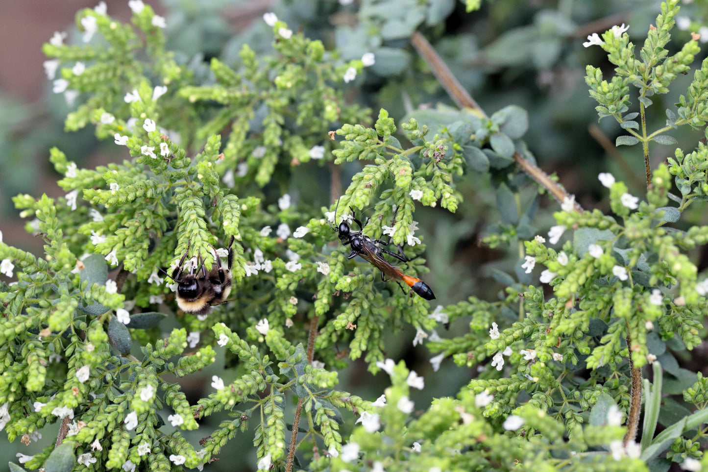 500 GREEK OREGANO Italian / Winter Marjoram Origanum Vulgare Hirtum Herb Seeds