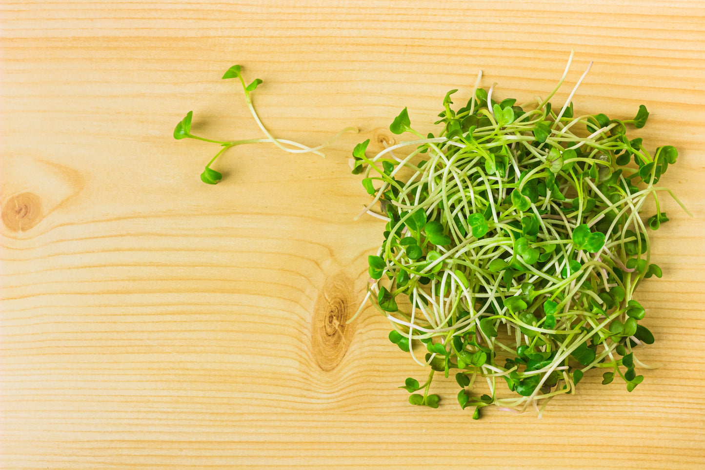 500 SPARKLER WHITE Tip RADISH Sweet European Red Raphanus Sativus Vegetable Seed