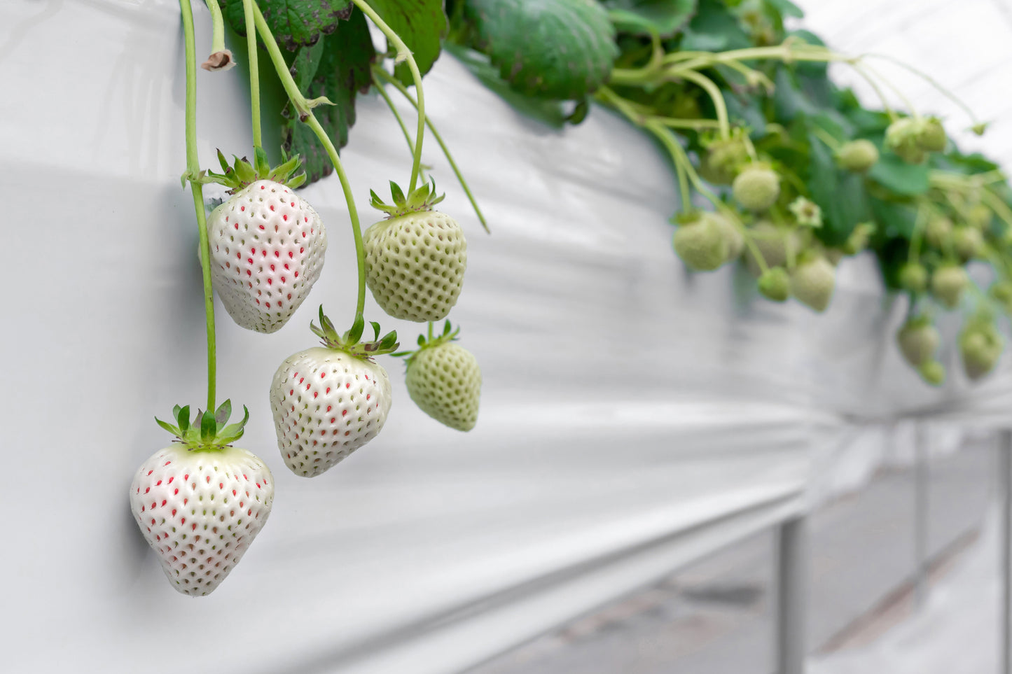 100 WHITE SOUL STRAWBERRY Fragaria Vesca Fruit Flower Berry Seeds