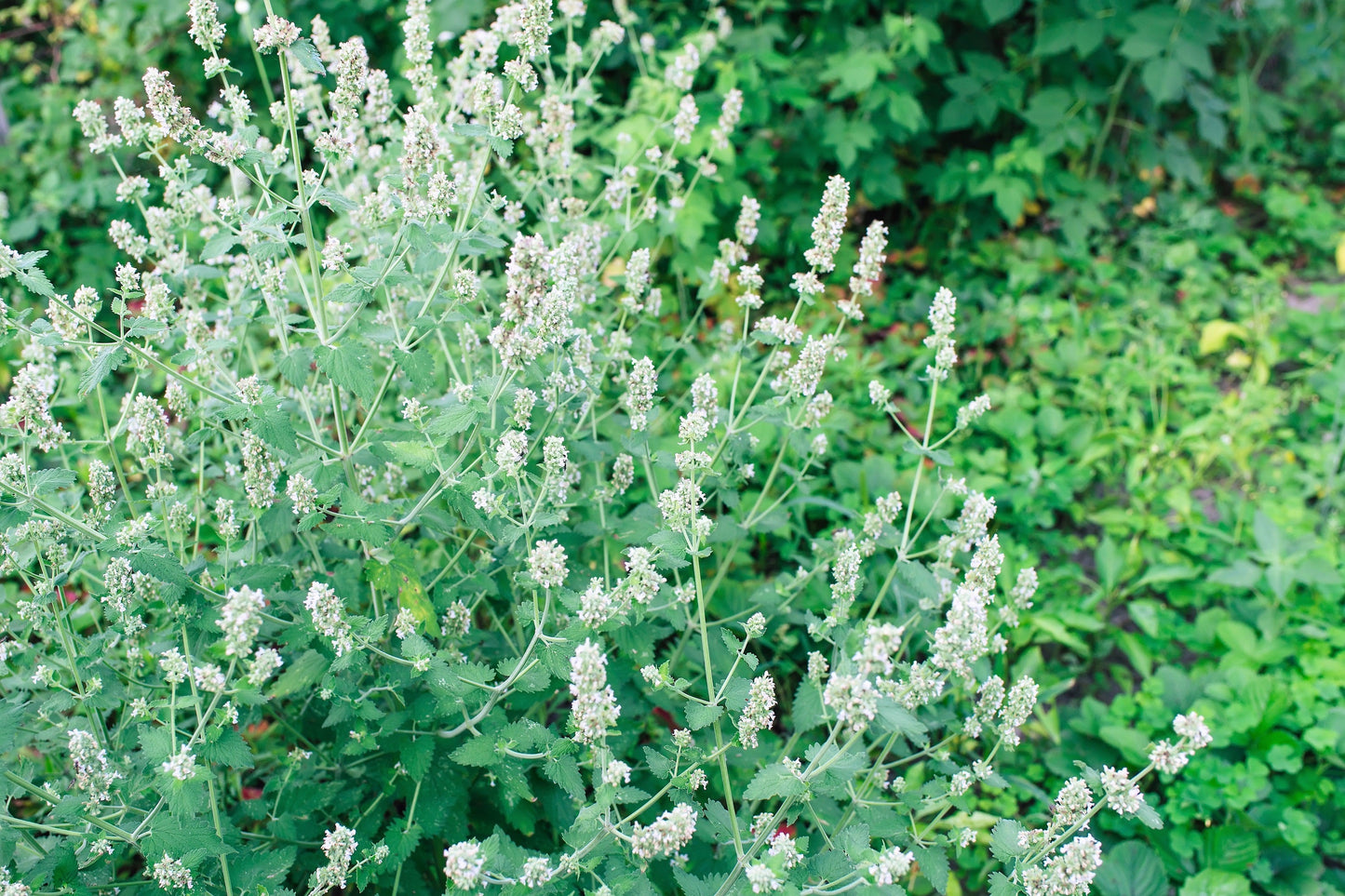 1500 LEMON BALM Melissa Officinalis Lemonbalm Fragrant Herb / Flower Seeds