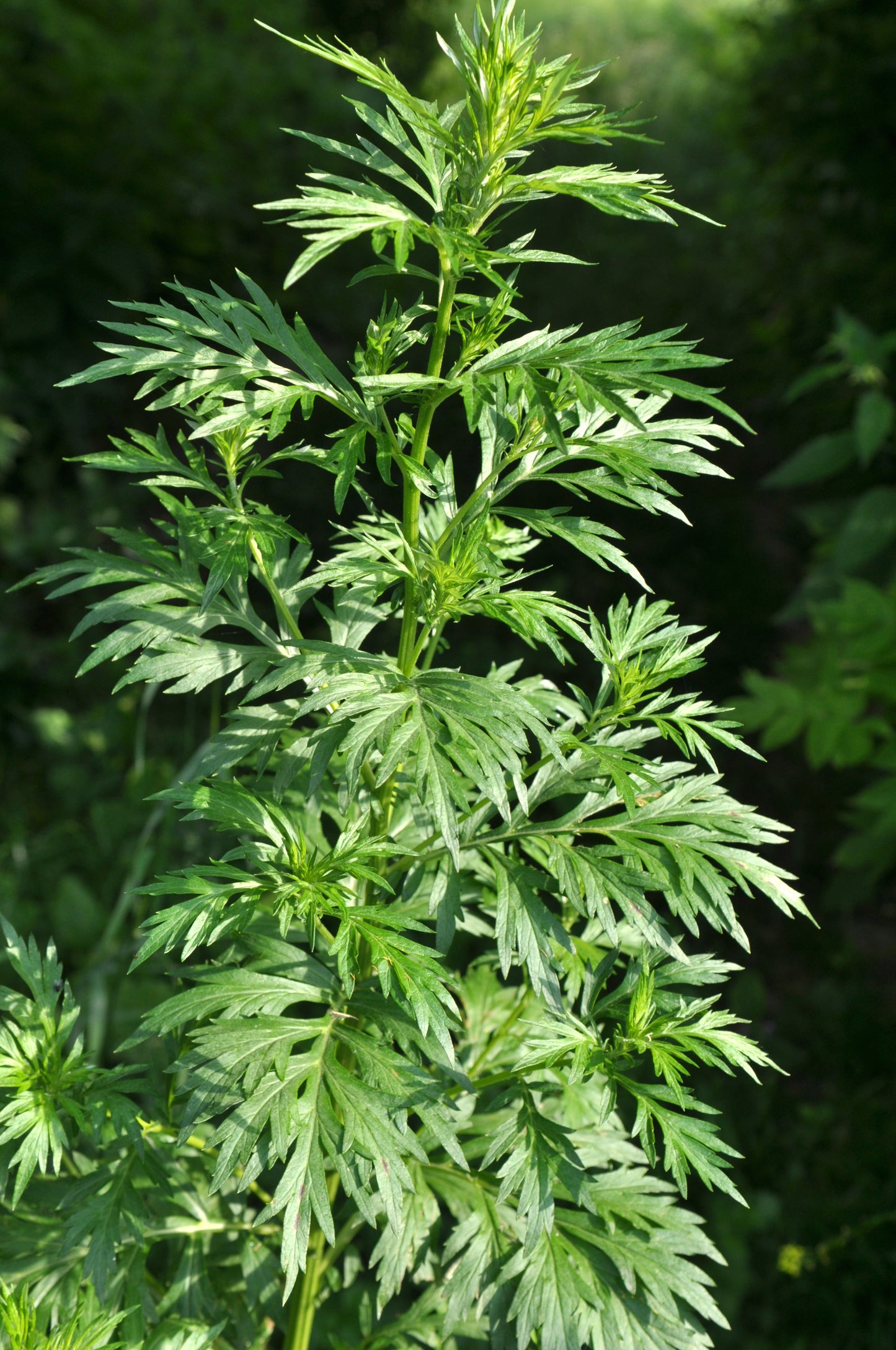 1000 COMMON MUGWORT Artemisia Vulgaris Wild Wormwood Herb Yellow Red Flower Seeds