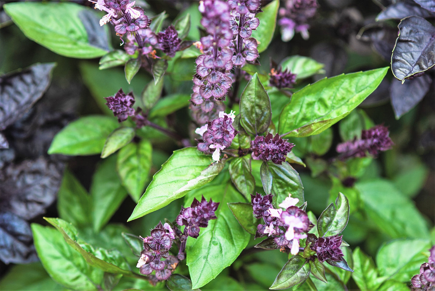 1000 CINNAMON BASIL Ocimum Basilicum HERB Flower Seeds