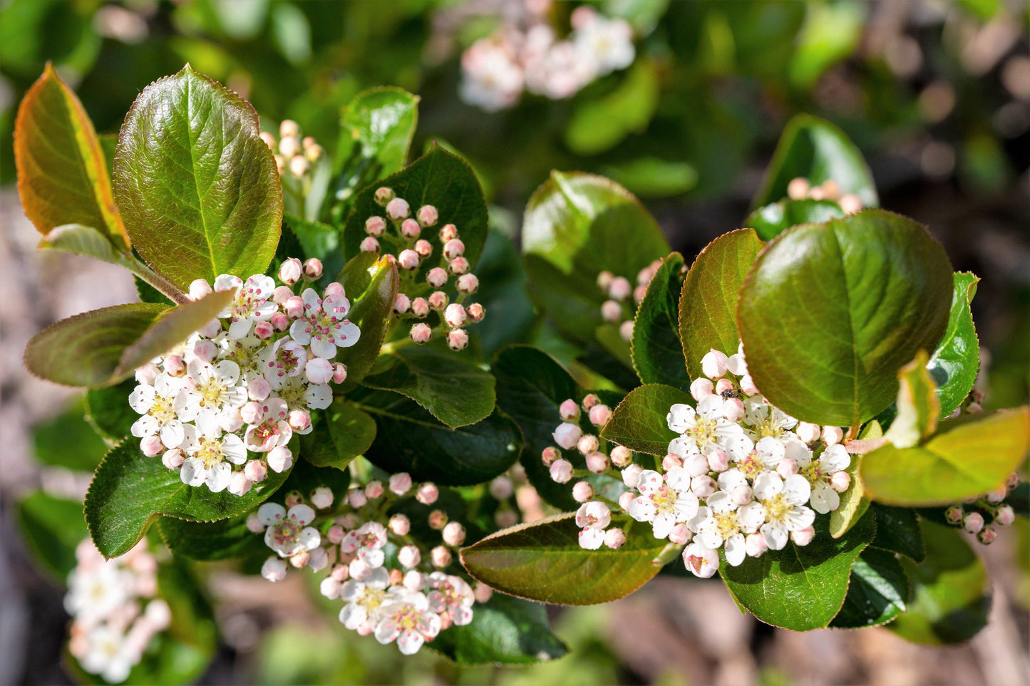 50 BLACK CHOKEBERRY Aronia Melanocarpa White Flower Fruit Shrub Seeds