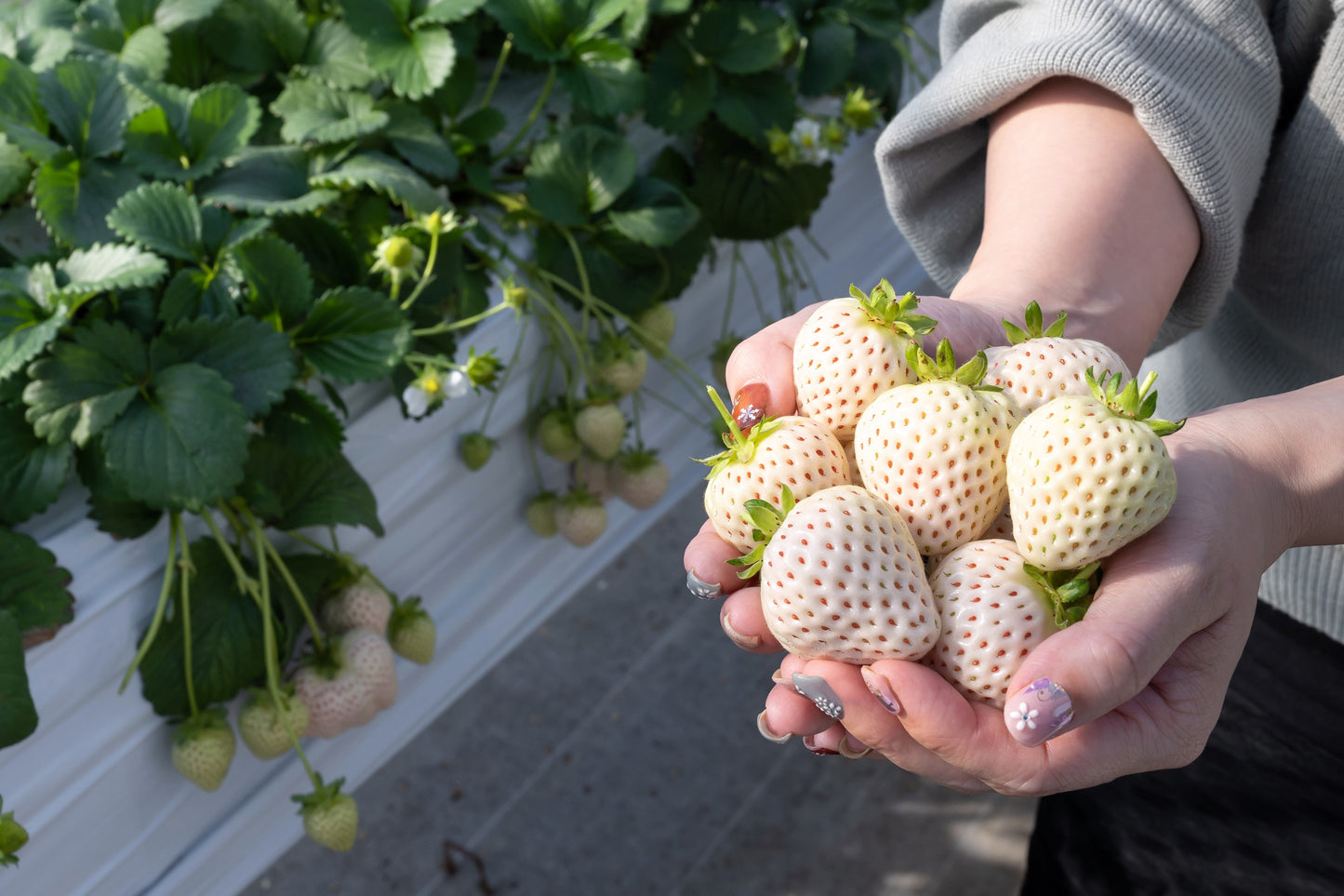 100 WHITE SOUL STRAWBERRY Fragaria Vesca Fruit Flower Berry Seeds