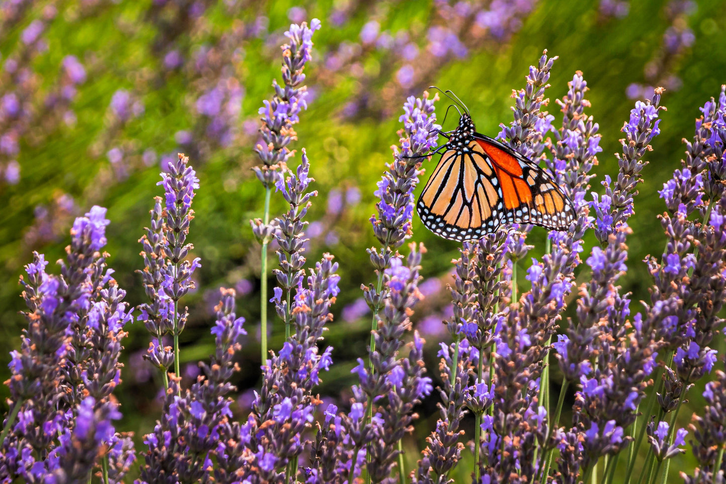 500 True ENGLISH LAVENDER VERA Lavandula Angustifolia Vera Herb Purple Flower Seeds