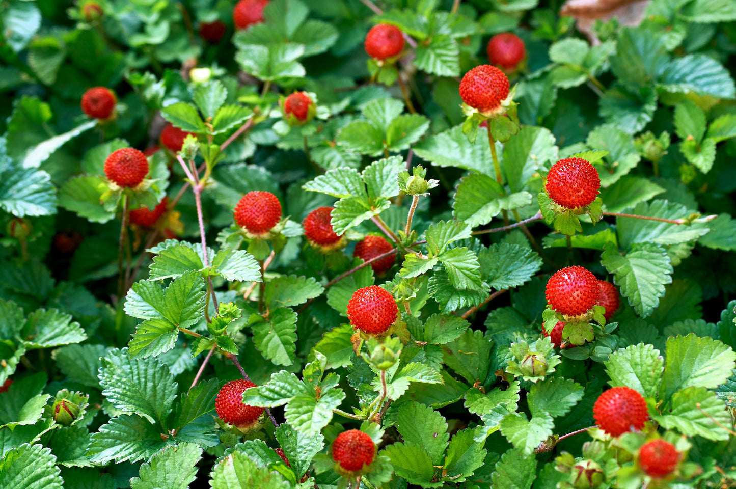 50 Edible Red MOCK STRAWBERRY Potentilla Indica Duchesnea Fruit Berry Seeds