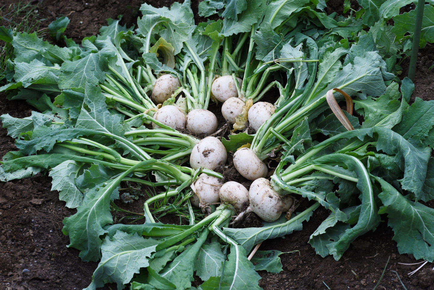 300 WHITE EGG TURNIP Brassica Rapa Vegetable Seeds