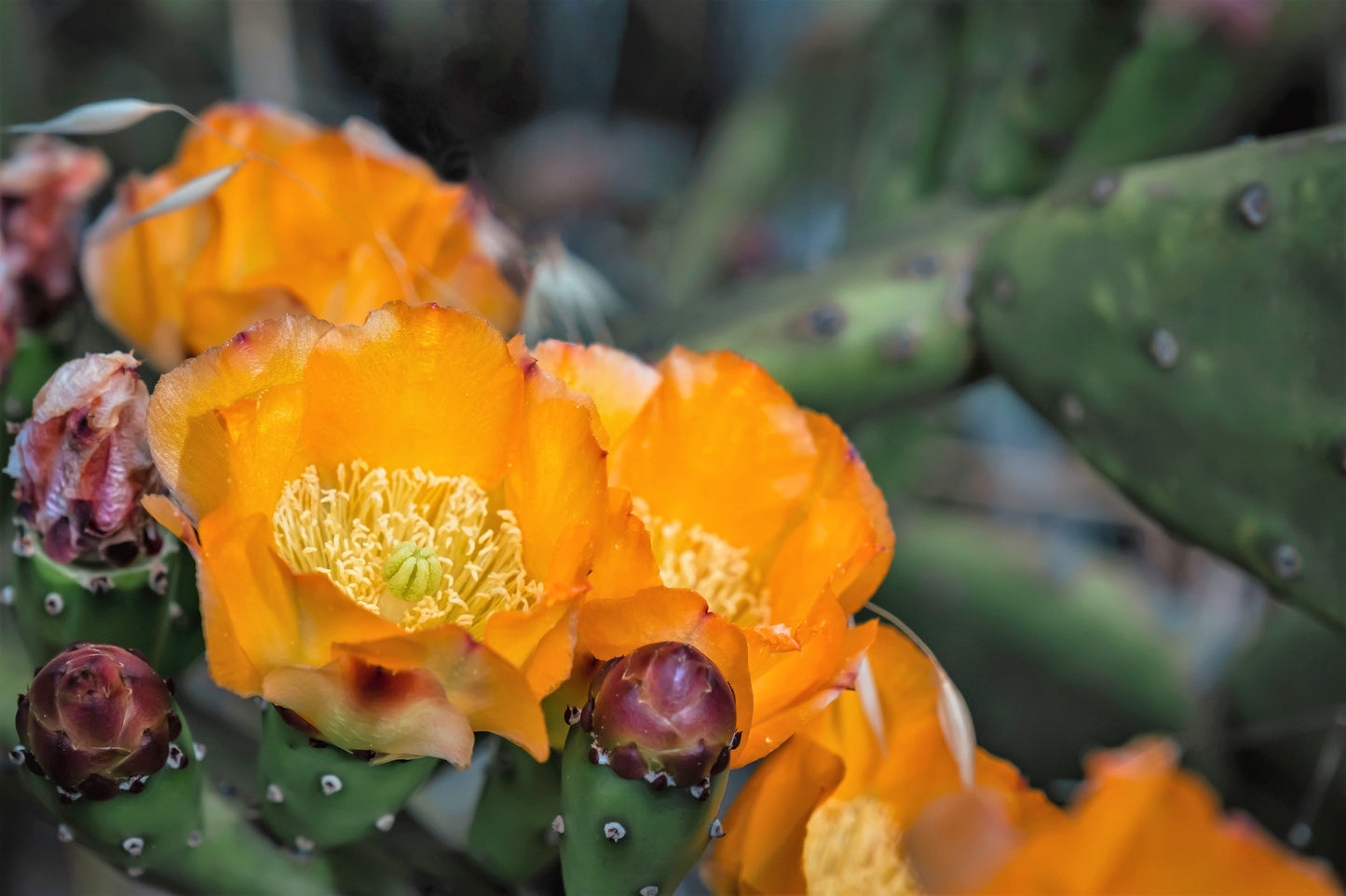 10 Orange PRICKLY PEAR CACTUS Nopal Indian Fig Opuntia Ficus-Indica Fruit Flower Seeds