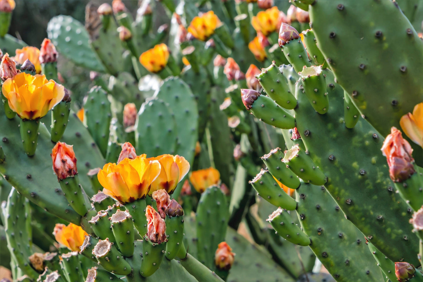 10 Orange PRICKLY PEAR CACTUS Nopal Indian Fig Opuntia Ficus-Indica Fruit Flower Seeds