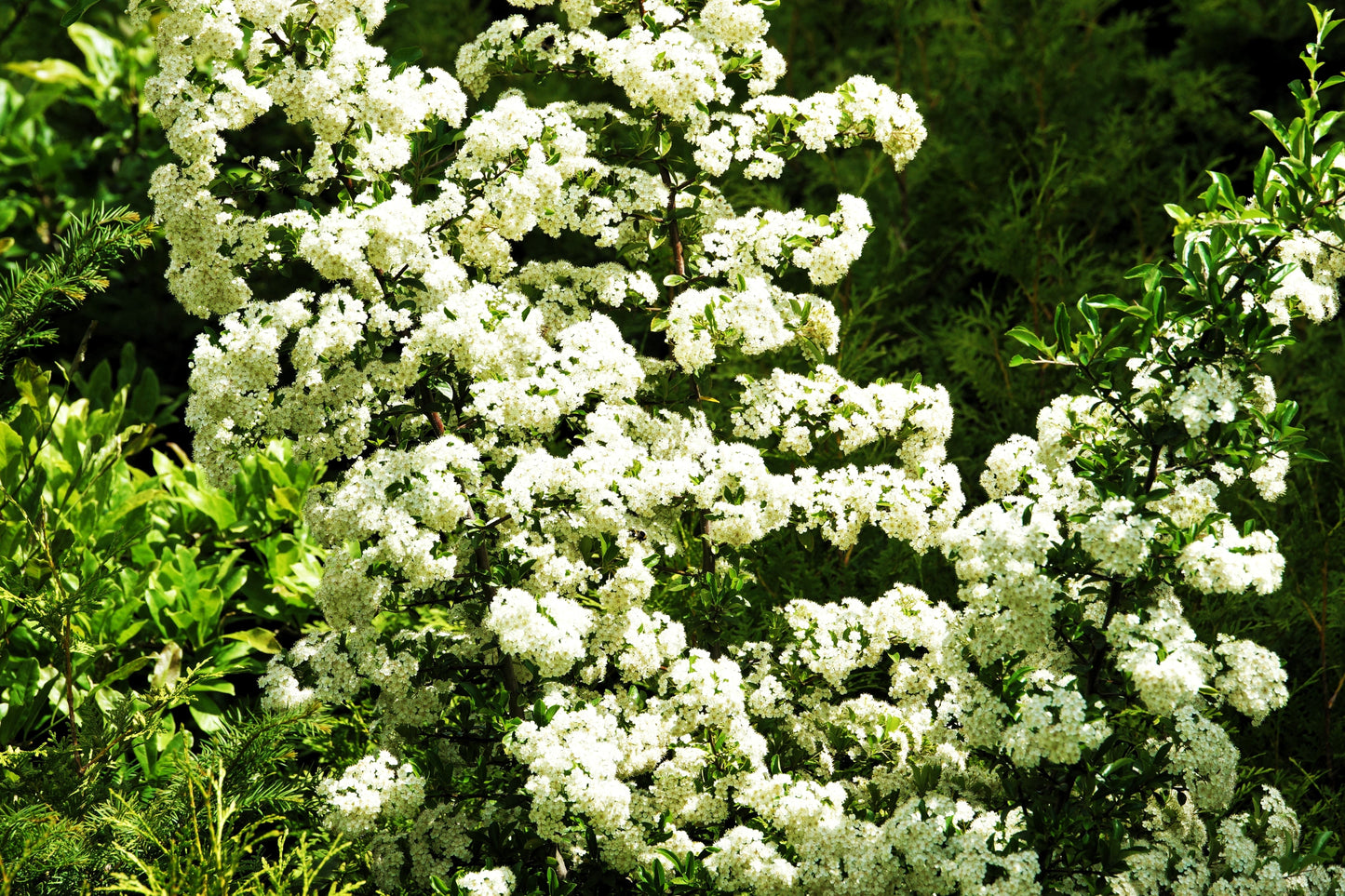 100 SEABERRY Sea Buckthorn Elaeagnus Hippophae Rhamnoides Orange Berry Fruit Shrub Yellow Flower Silver Foliage Seeds