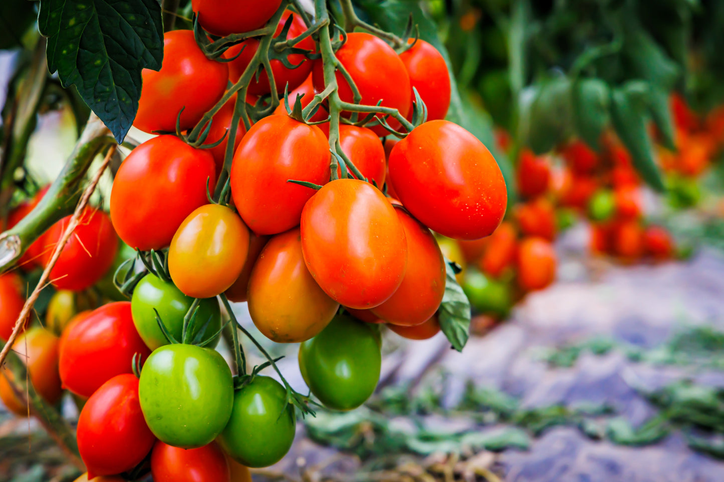 50 Organic AMISH PASTE TOMATO Red Heirloom Roma Type Lycopersicon Fruit Vegetable Seeds