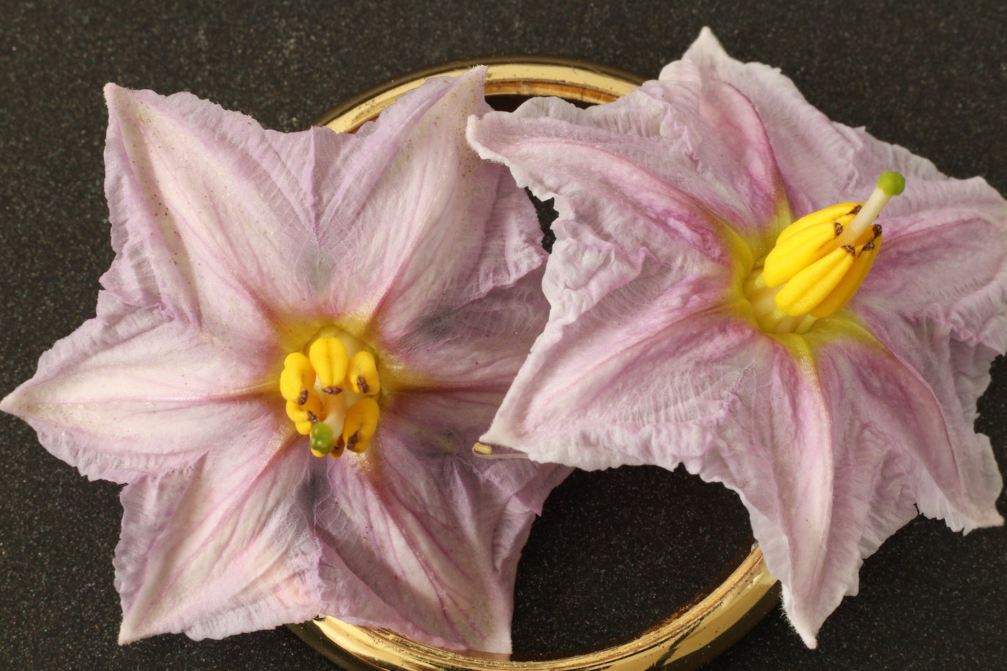 300 FLORIDA MARKET EGGPLANT Purple Aubergine Solanum Melongena Vegetable Seeds