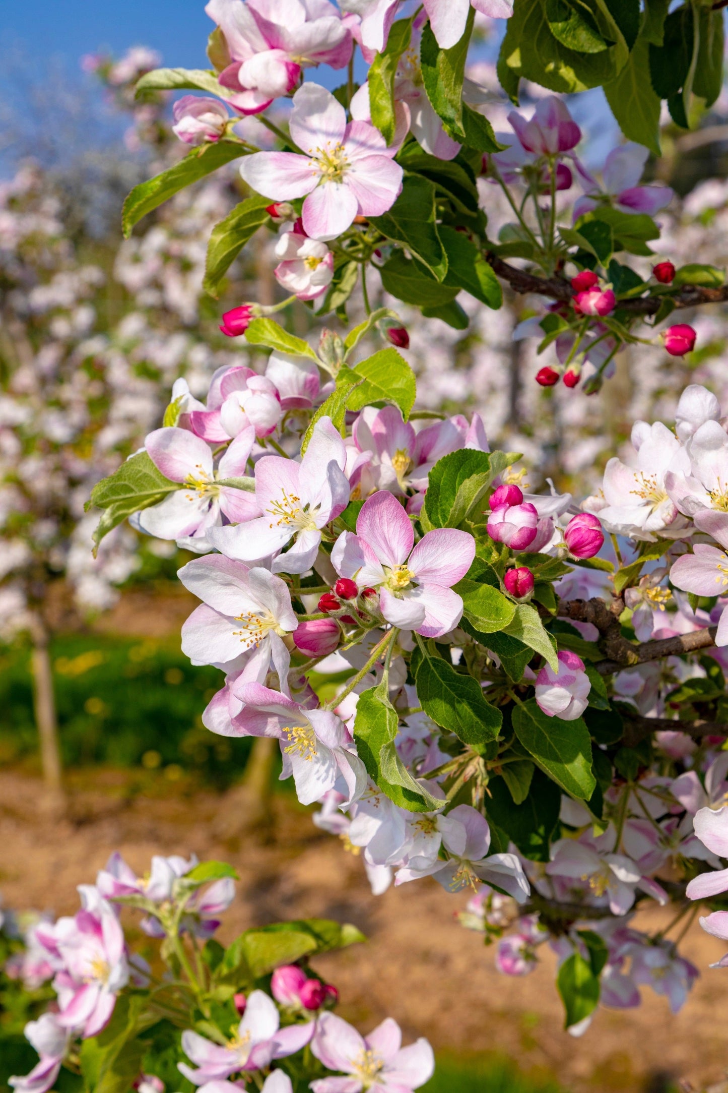 25 PARADISE APPLE Red Delicious Common Malus Pumila Domestica Fruit Tree Seeds