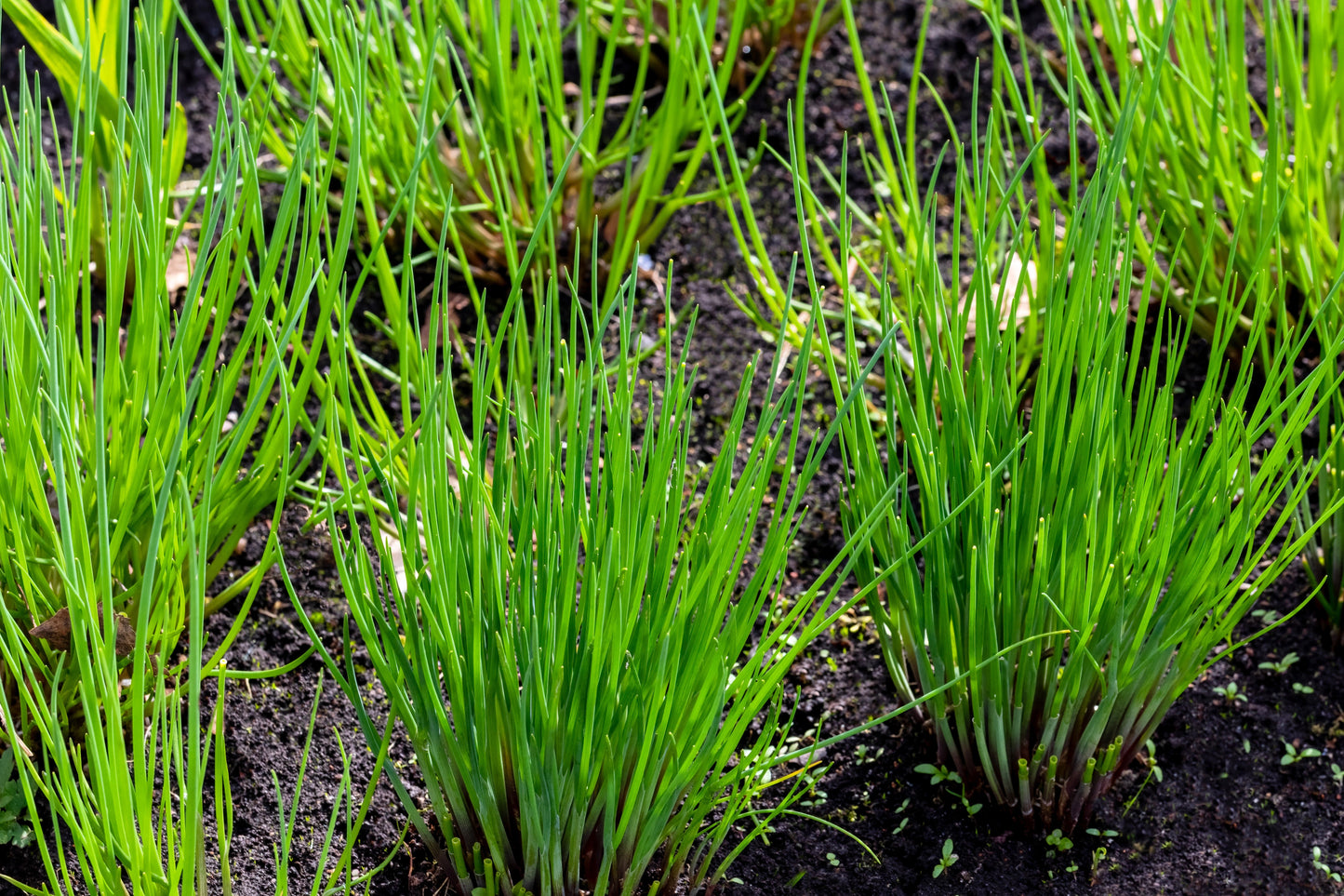 500 CHIVE Allium Schoenoprasum Vegetable Seeds