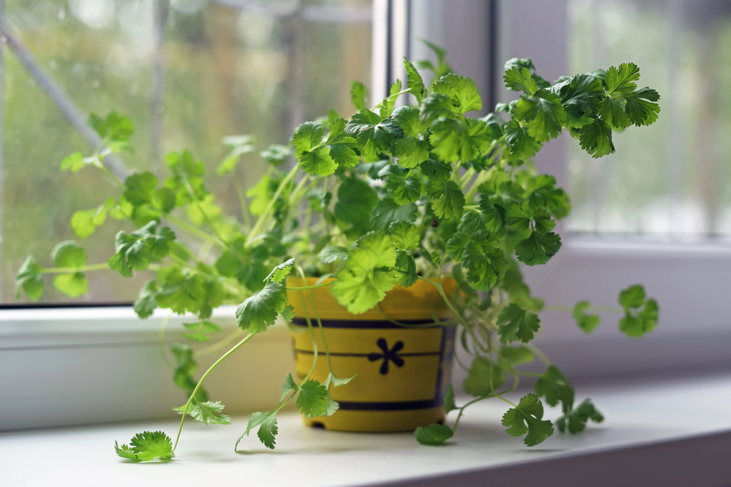 250 LEISURE CILANTRO / CORIANDER Coriandrum Sativum Herb Vegetable Seeds