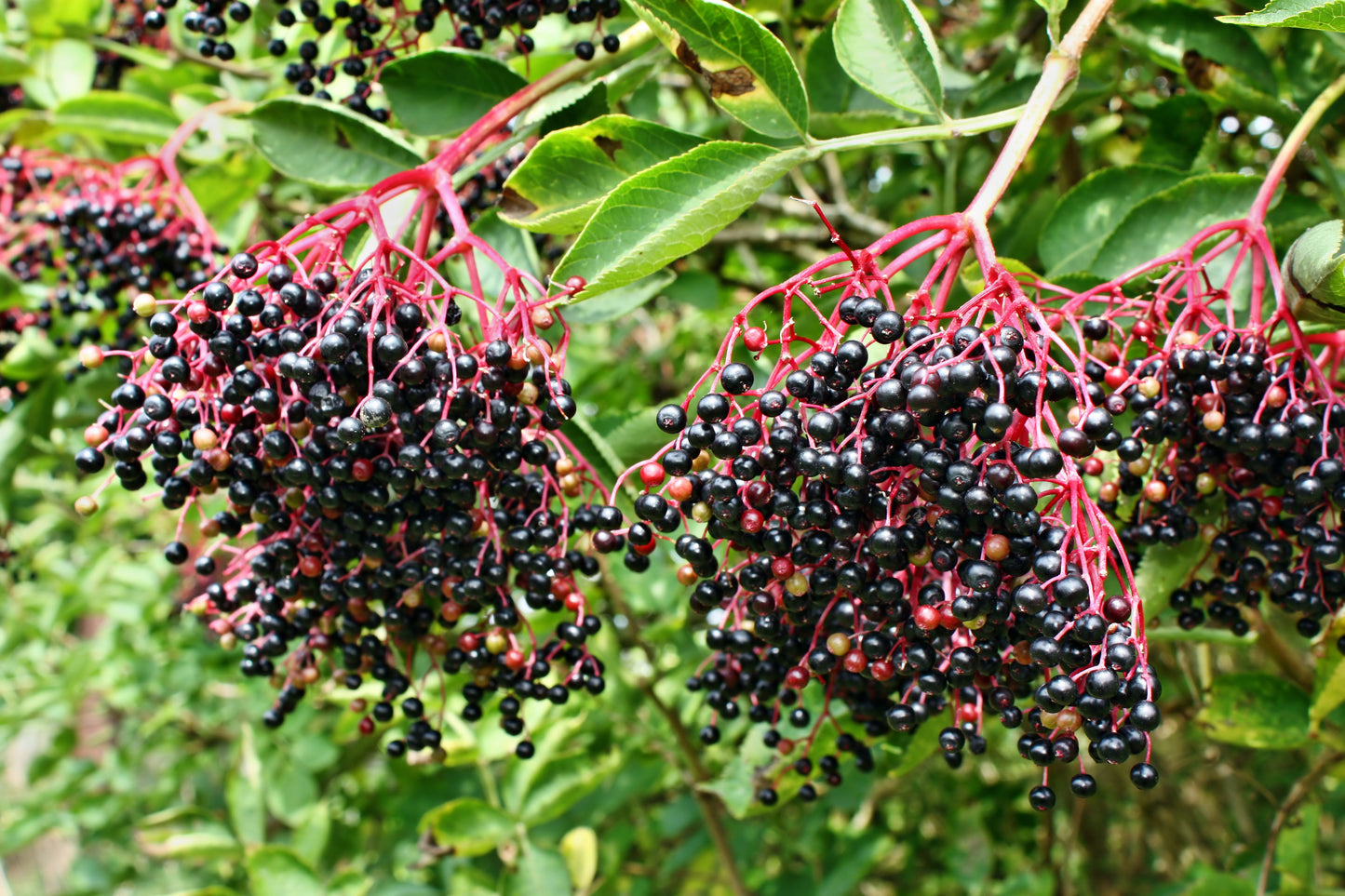 25 American ELDERBERRY FRUIT BUSH Shrub Tree Sambucus Nigra Canadensis Seeds