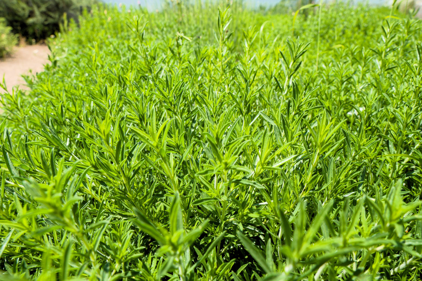 3000 SUMMER SAVORY Satureja Hortensis Herb Purple Flower Seeds