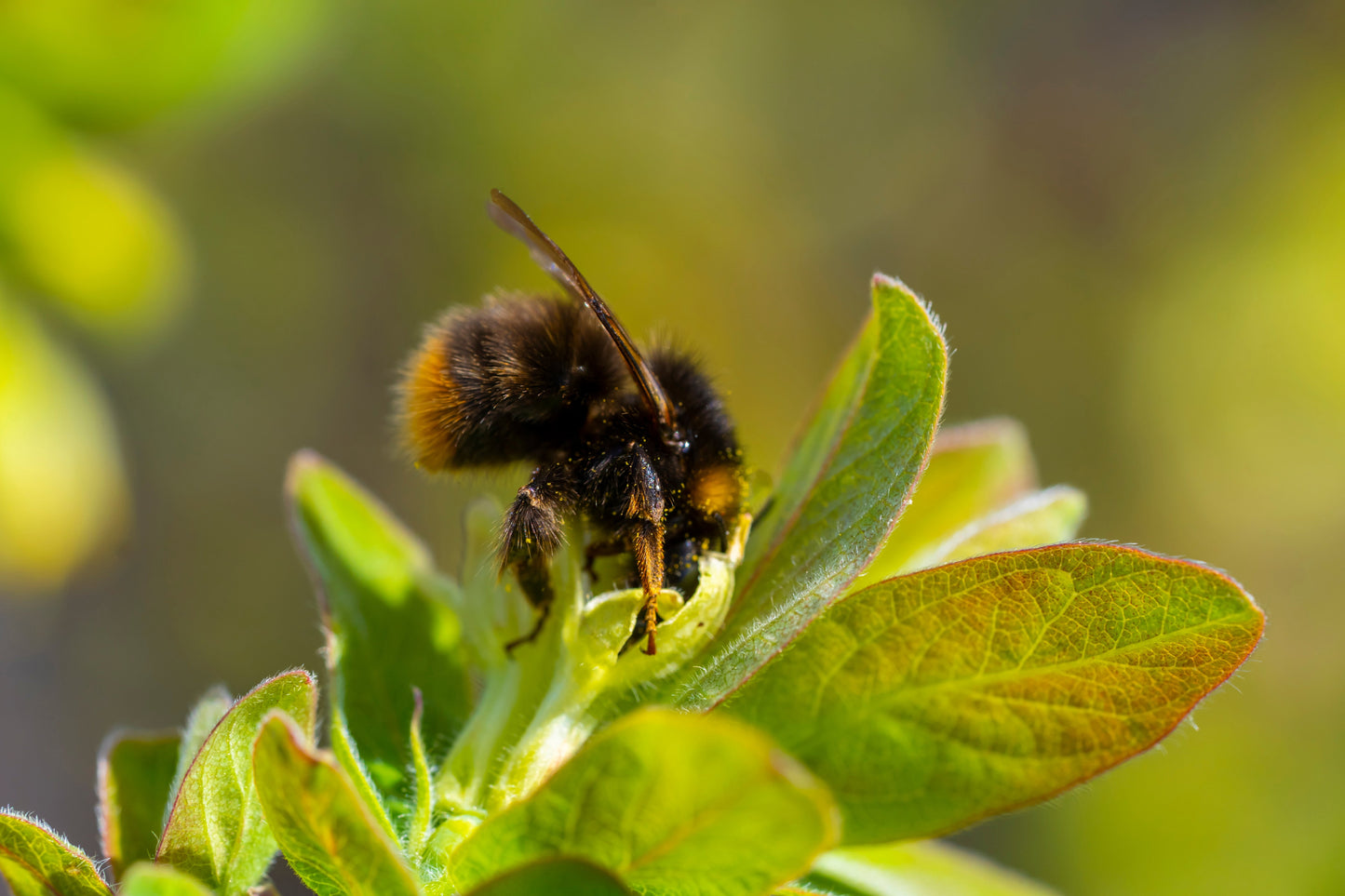 30 HONEYBERRY Blue Honeysuckle Lonicera Caerulea Edible Fruit Shrub Seeds