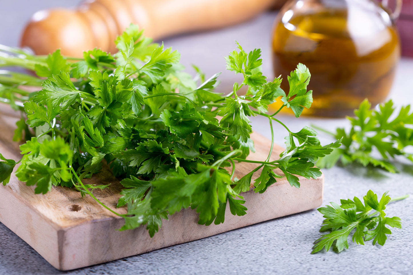 100 FIESTA Green CILANTRO / CORIANDER Coriandrum Sativum Herb Vegetable Seeds