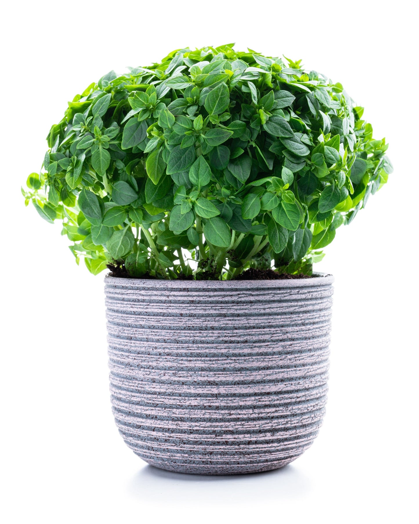 200 SPICY GLOBE BASIL Ocimum Basilicum Herb Flower Seeds