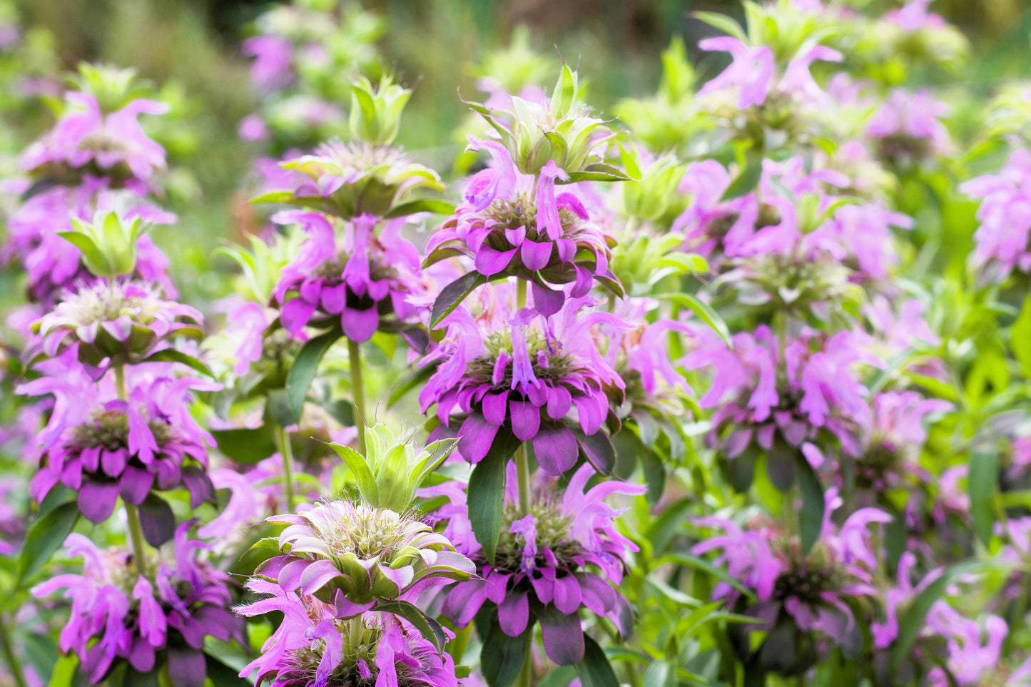 2000 BEE BALM Lemon MINT Monarda Citriodora Herb Purple Flower Seeds