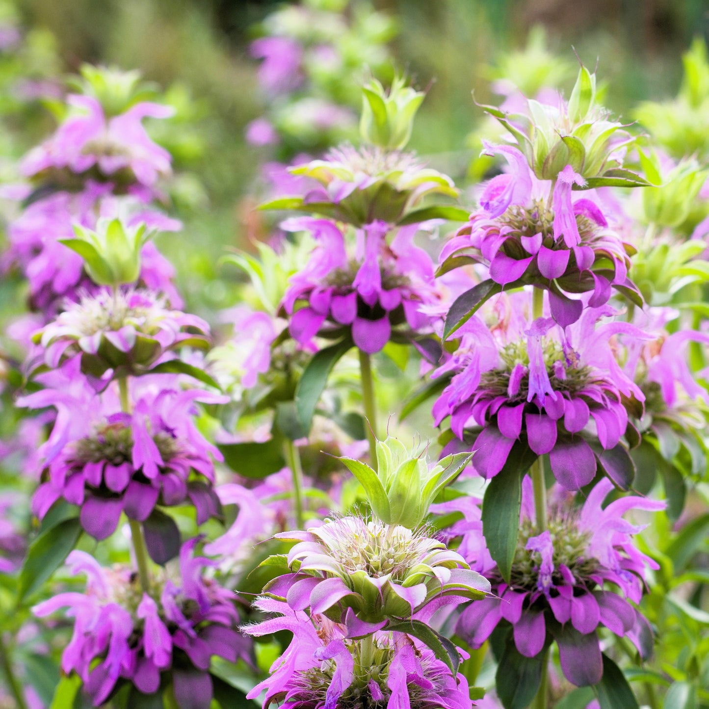 2000 BEE BALM Lemon MINT Monarda Citriodora Herb Purple Flower Seeds