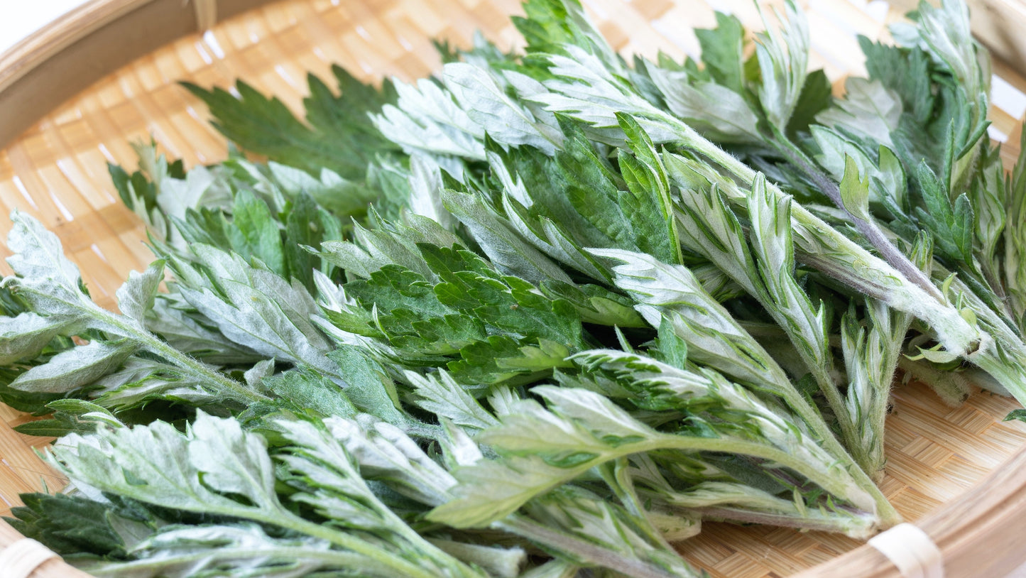 1000 JAPANESE MUGWORT Artemisia Princeps Korean Wormwood Yomagi Herb Yellow Flower Seeds