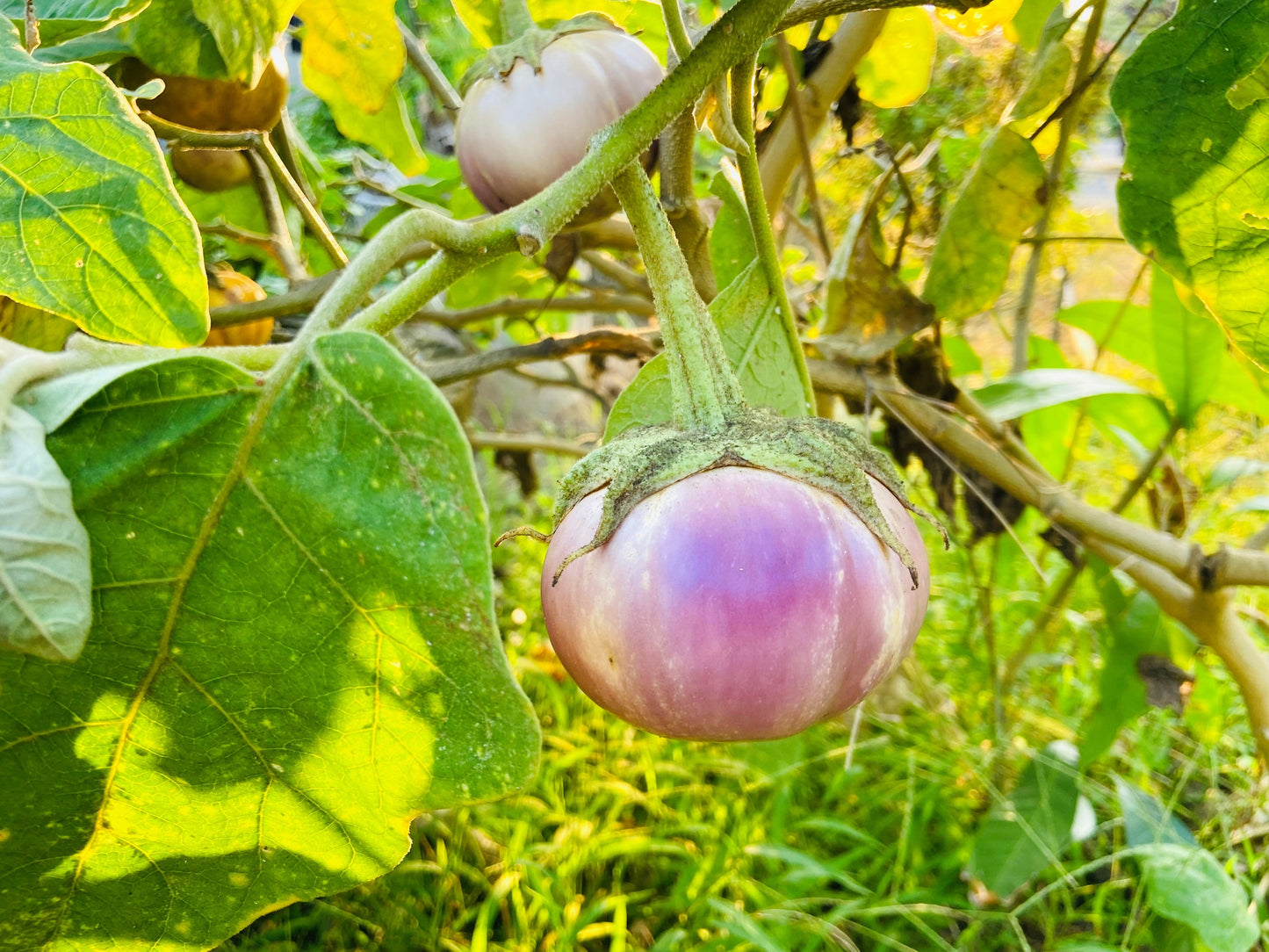 50 Organic Italian EGGPLANT ROSA BIANCA Solanum Melongena Esculentum Vegetable Seeds