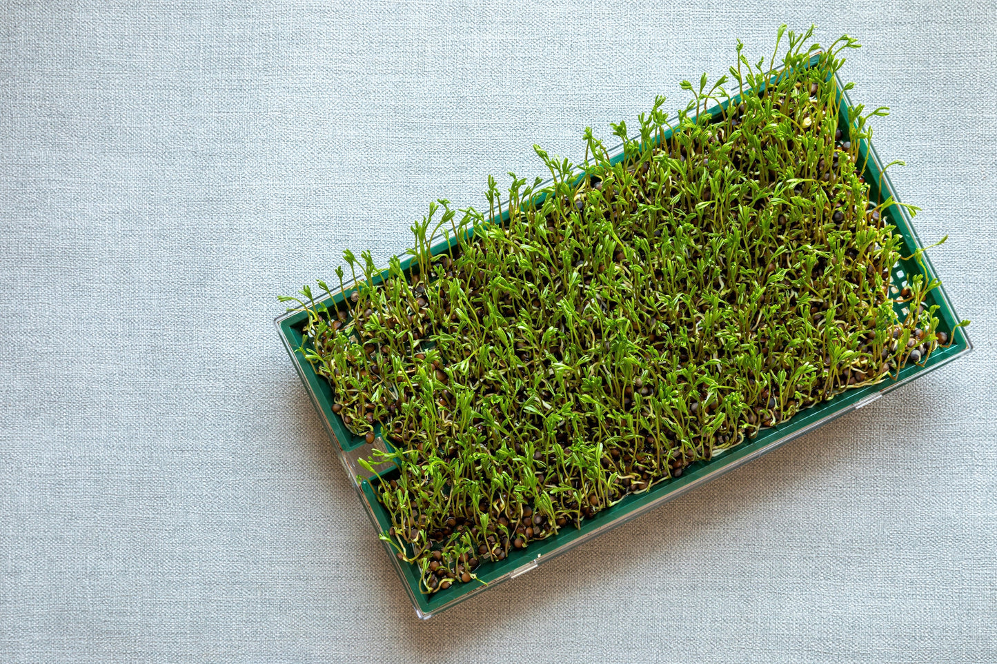 100 BLACK LENTIL Bush Lens Culinaris Vegetable Legume Sprouts Seeds