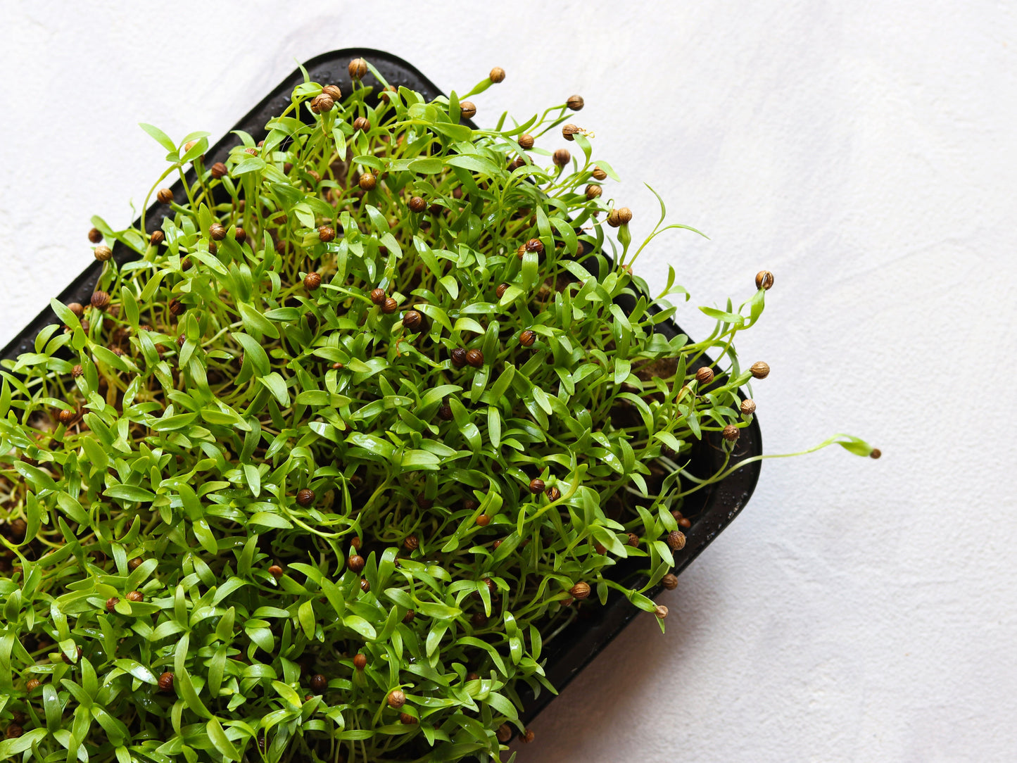 250 LEISURE CILANTRO / CORIANDER Coriandrum Sativum Herb Vegetable Seeds