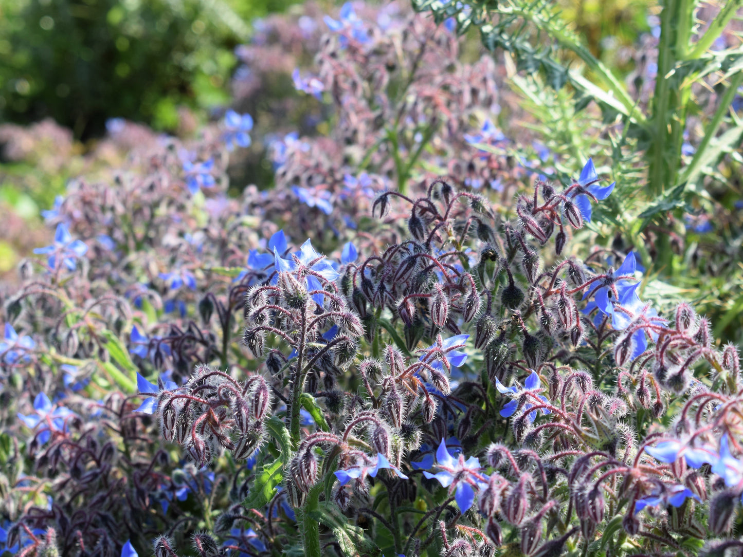 100 Blue Star BORAGE HERB Borago Officinalis Flower Seeds