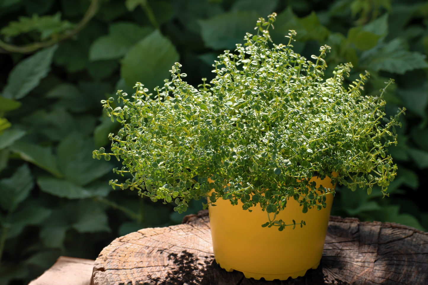 1000 THYME Common, English, German, French, Garden, or Winter Thymus Vulgaris Herb Flower Seeds