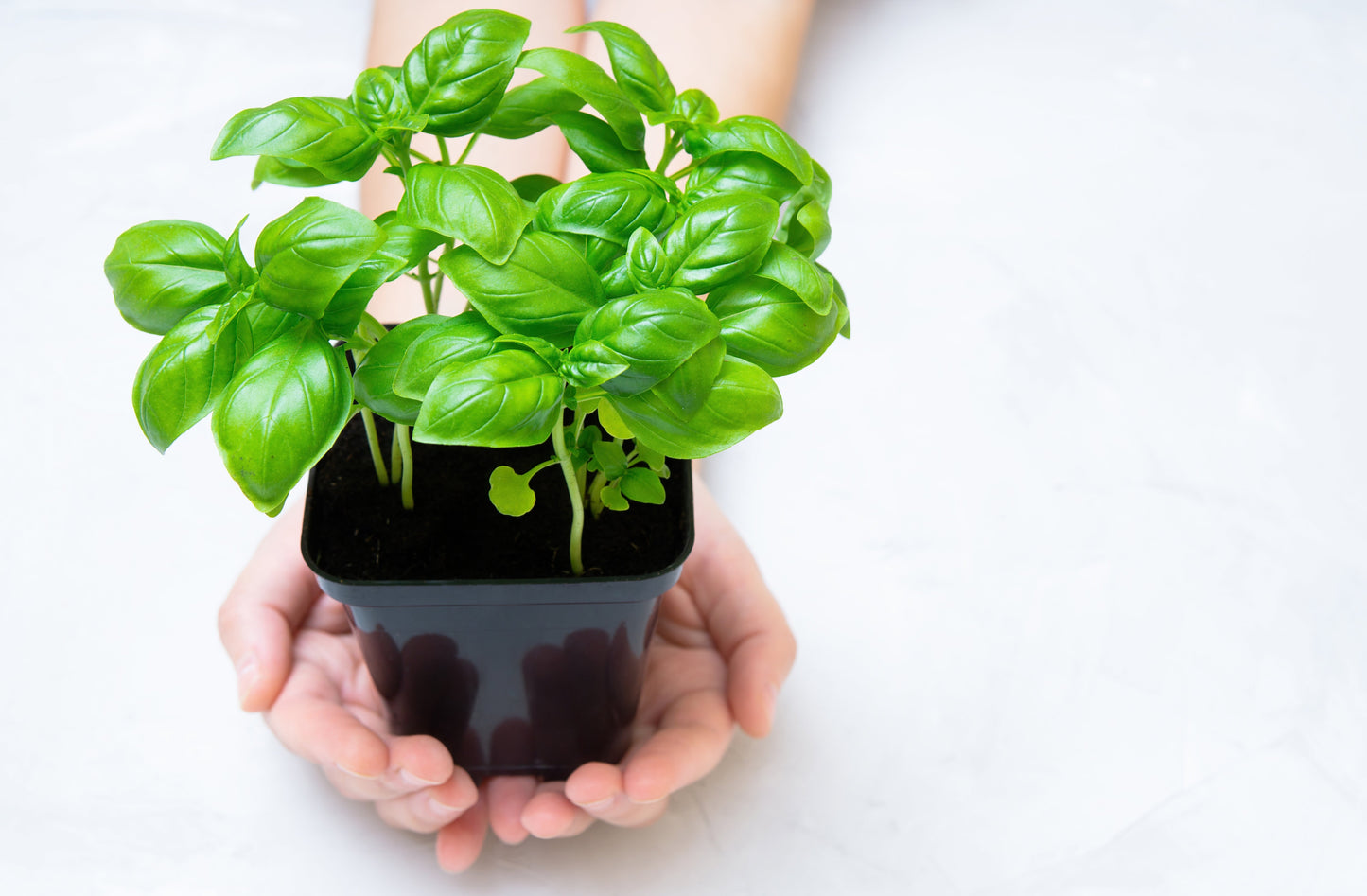 1500 SWEET BASIL Ocimum Basilicum Herb White Flower Seeds