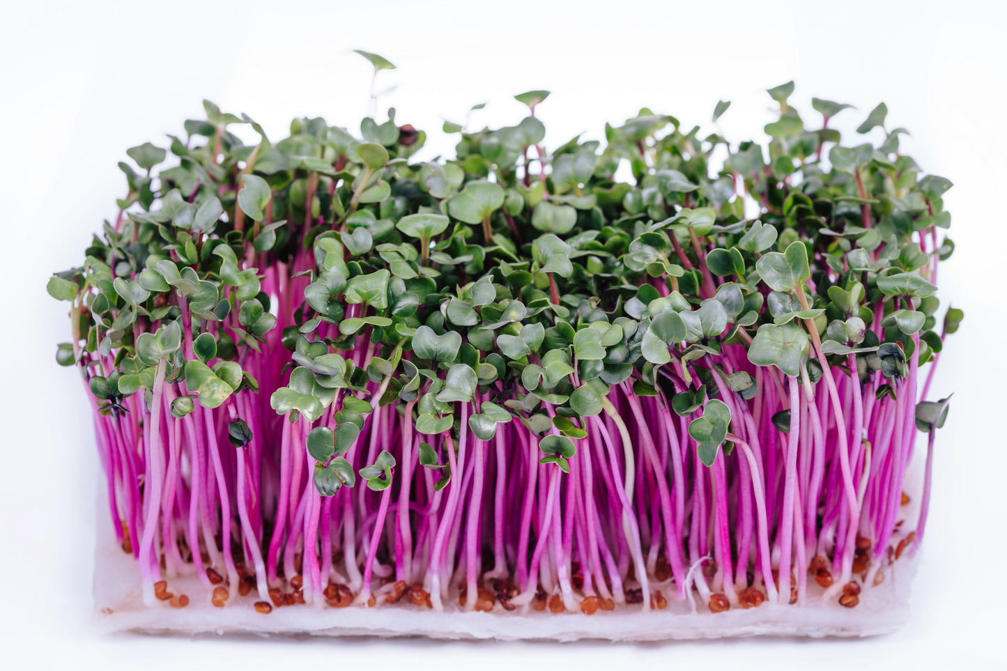 100 CHINA ROSE RADISH (Chinese Winter Radish) Raphanus Sativus Vegetable Seeds