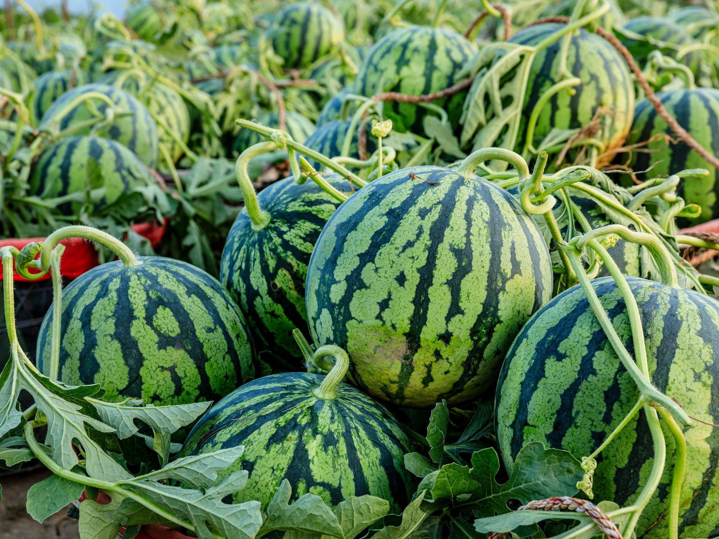 50 TENDERSWEET ORANGE WATERMELON Orange Flesh Citrullus Lanatus Fruit Melon Seeds