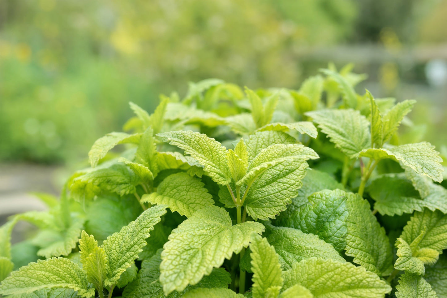 1500 LEMON BALM Melissa Officinalis Lemonbalm Fragrant Herb / Flower Seeds
